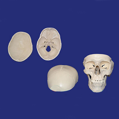 A014 Модель черепа человека